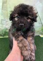 CKC Havapoo Shadow, a male Havanese and Poodle - Toy  for sale in Tecumseh, MI – Photo 1 of 5