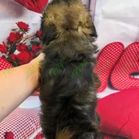 CKC Shadow, a male Havapoo for sale in Tecumseh, MI – Photo 6 of 6