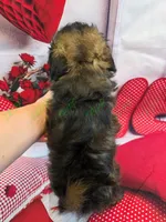 Shadow, a male Havapoo for sale in Tecumseh, MI – Photo 6 of 6