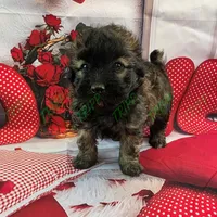 CKC Shadow, a male Havapoo for sale in Tecumseh, MI – Photo 4 of 6