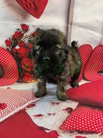 Shadow, a male Havapoo for sale in Tecumseh, MI – Photo 4 of 6