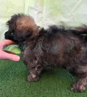 CKC Havapoo Shadow, a male Havanese and Poodle - Toy  for sale in Tecumseh, MI – Photo 3 of 5