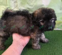 CKC Havapoo Shadow, a male Havanese and Poodle - Toy  for sale in Tecumseh, MI – Photo 2 of 5