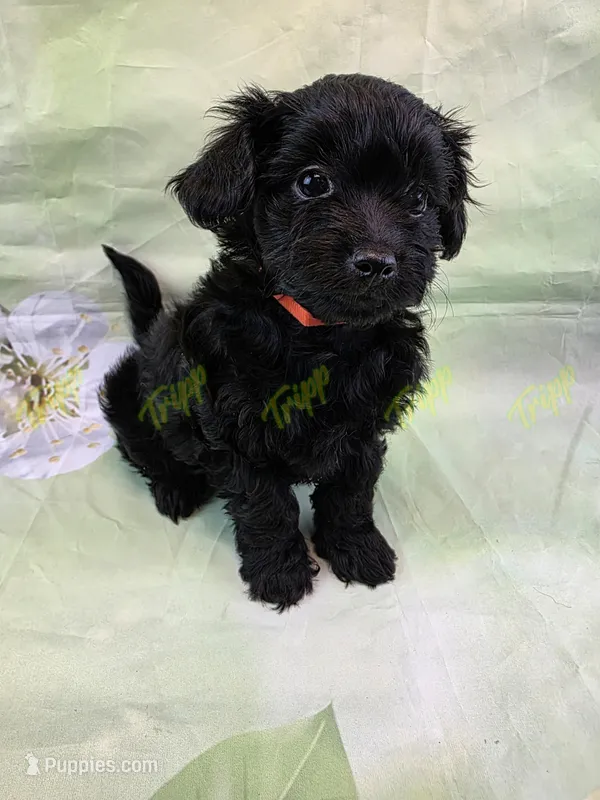 CKC Female 1 – Havapoo puppy for sale in Tecumseh, MI