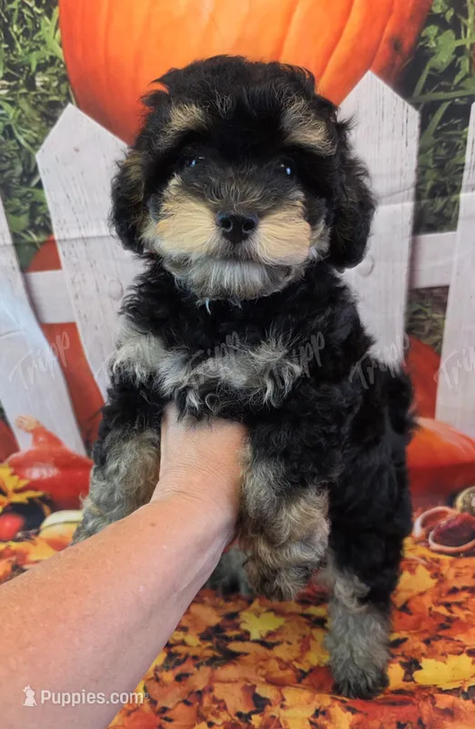 CKC Male 1 – Havapoo puppy for sale in Tecumseh, MI
