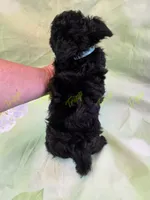 CKC Male 3, a male Havapoo for sale in Tecumseh, MI – 4 of 4