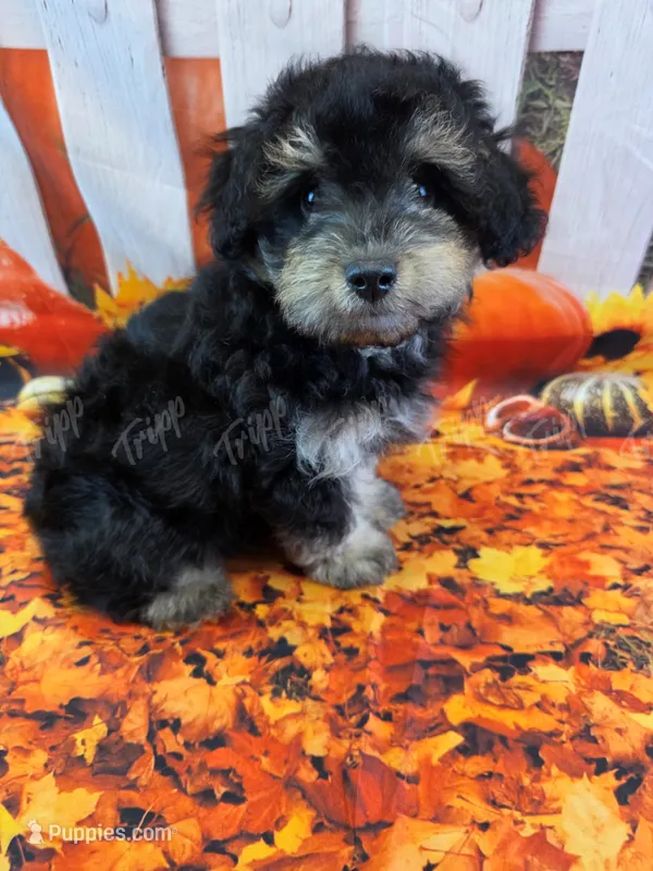 CKC Male 2 – Havapoo puppy for sale in Tecumseh, MI