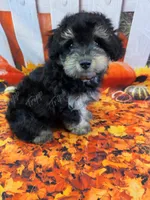 CKC Male 2, a male Havapoo for sale in Tecumseh, MI – 1 of 5