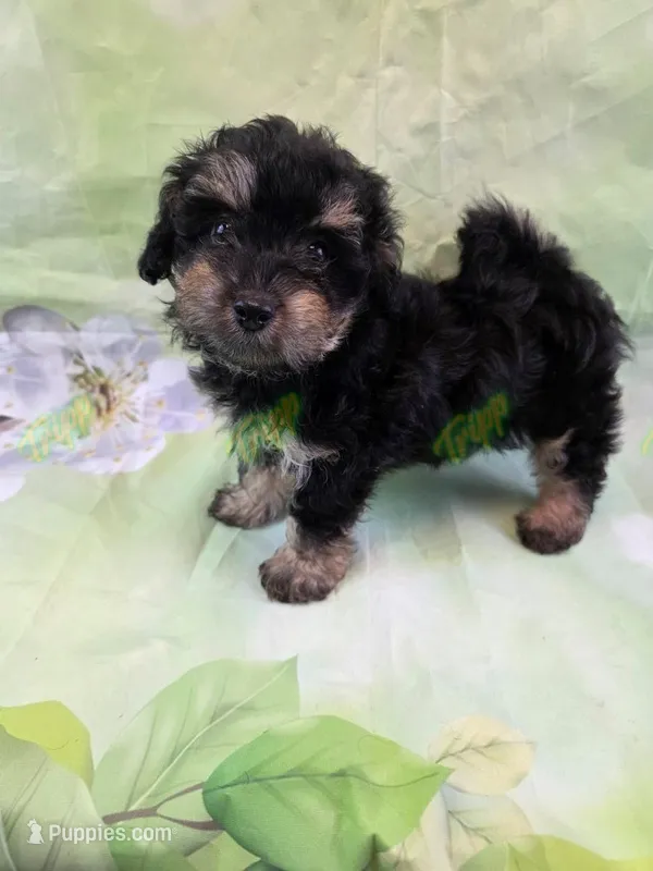 CKC Male 2 – Havapoo puppy for sale in Tecumseh, MI