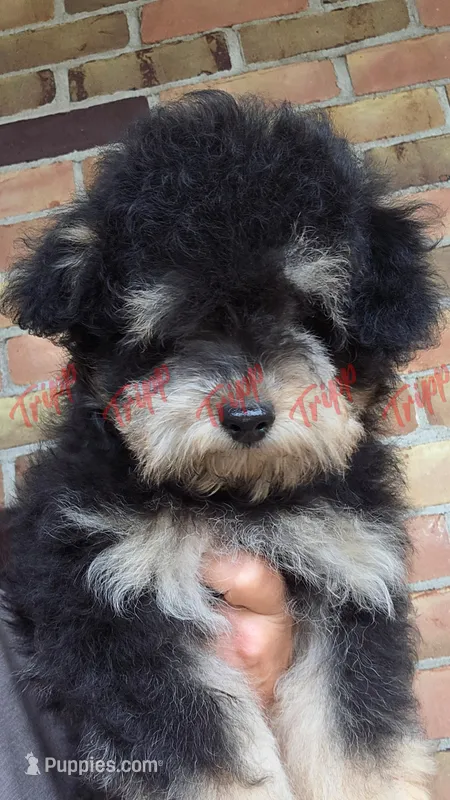 CKC Male 2 – Havapoo puppy for sale in Tecumseh, MI