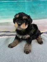 CKC Male 1, a male Havapoo for sale in Tecumseh, MI – 2 of 4