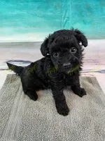 CKC Male 3, a male Havapoo for sale in Tecumseh, MI – 1 of 4