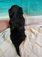 CKC Female 1, a female Havapoo for sale in Tecumseh, MI – 4 of 4