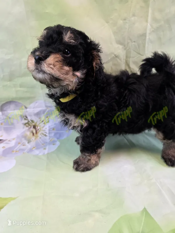 CKC Male 1 – Havapoo puppy for sale in Tecumseh, MI