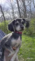 Phoebe, a female Havanese for sale in Tecumseh, MI – 2 of 3