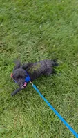 AKC Pepe, a male Poodle - Toy  for sale in Tecumseh, MI – 5 of 5