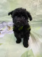 CKC Male 3, a male Havapoo for sale in Tecumseh, MI – 2 of 4