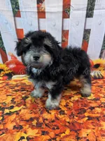 CKC Male 2, a male Havapoo for sale in Tecumseh, MI – 3 of 5