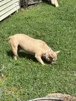 Desirae , a female French Bulldog and American Bully for sale in Baton Rouge, LA – Photo 2 of 3
