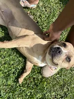 Desirae , a female French Bulldog and American Bully for sale in Baton Rouge, LA – Photo 3 of 3