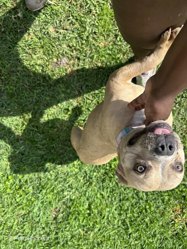 Desirae  – French Bulldog, American Bully puppy for sale in Baton Rouge, LA