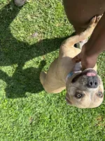 Desirae , a female French Bulldog and American Bully for sale in Baton Rouge, LA – Photo 1 of 3