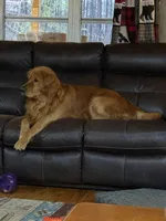 BLUE BOY, a male Golden Retriever for sale in Lawndale, NC – Photo 8 of 9