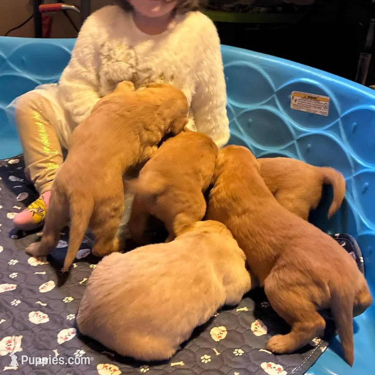 BLUE BOY, a male Golden Retriever for sale in Lawndale, NC – Photo 7 of 9