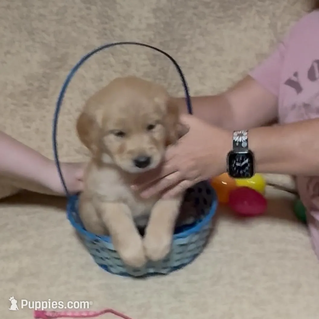 PINK GIRL – Golden Retriever puppy for sale in Lawndale, NC