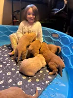 PINK GIRL, a female Golden Retriever for sale in Lawndale, NC – Photo 7 of 9