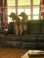 PINK GIRL, a female Golden Retriever for sale in Lawndale, NC – Photo 9 of 9