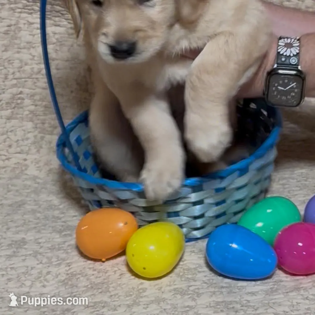 PINK GIRL, a female Golden Retriever for sale in Lawndale, NC – Photo 5 of 9