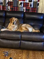 PURPLE GIRL, a female Golden Retriever for sale in Lawndale, NC – Photo 7 of 7