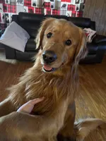 PURPLE GIRL, a female Golden Retriever for sale in Lawndale, NC – Photo 6 of 7