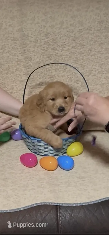 PURPLE GIRL – Golden Retriever puppy for sale in Lawndale, NC