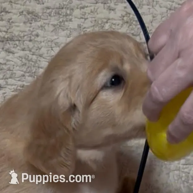 YELLOW GIRL, a female Golden Retriever for sale in Lawndale, NC – Photo 2 of 8