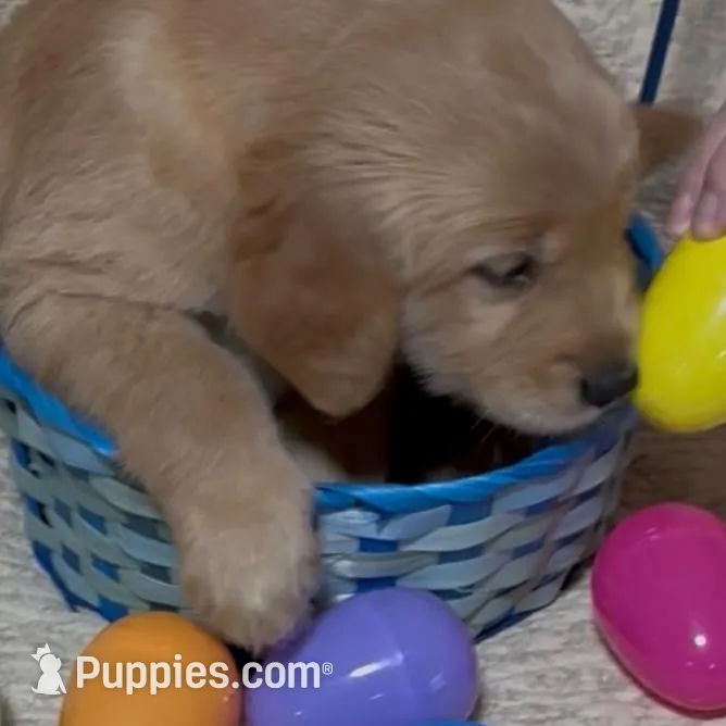 YELLOW GIRL, a female Golden Retriever for sale in Lawndale, NC – Photo 1 of 8