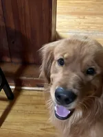 GREEN GIRL, a female Golden Retriever for sale in Lawndale, NC – Photo 7 of 8