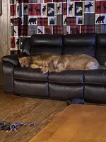 GREEN GIRL, a female Golden Retriever for sale in Lawndale, NC – Photo 8 of 8