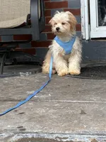 Mello and Max, a male Shihpoo and Poodle - Standard  for sale in Philadelphia, PA – Photo 1 of 3