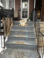 Mello and Max, a male Shihpoo and Poodle - Standard  for sale in Philadelphia, PA – Photo 3 of 3