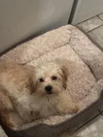 Mello and Max, a male Shihpoo and Poodle - Standard  for sale in Philadelphia, PA – Photo 2 of 3