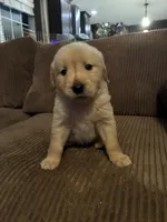 Sky, a female Golden Retriever for sale in Casco, MI – Photo 2 of 4