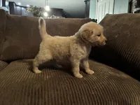 Sky, a female Golden Retriever for sale in Casco, MI – Photo 3 of 4