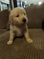 Sky, a female Golden Retriever for sale in Casco, MI – Photo 1 of 4