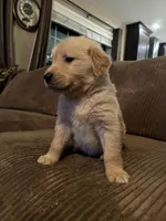 Sky, a female Golden Retriever for sale in Casco, MI – Photo 4 of 4