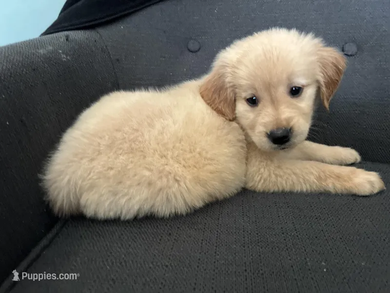 Sky – Golden Retriever puppy for sale in Casco, MI