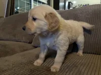 Sweetie, a female Golden Retriever for sale in Casco, MI – Photo 3 of 3