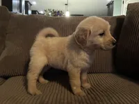 Sweetie, a female Golden Retriever for sale in Casco, MI – Photo 2 of 3