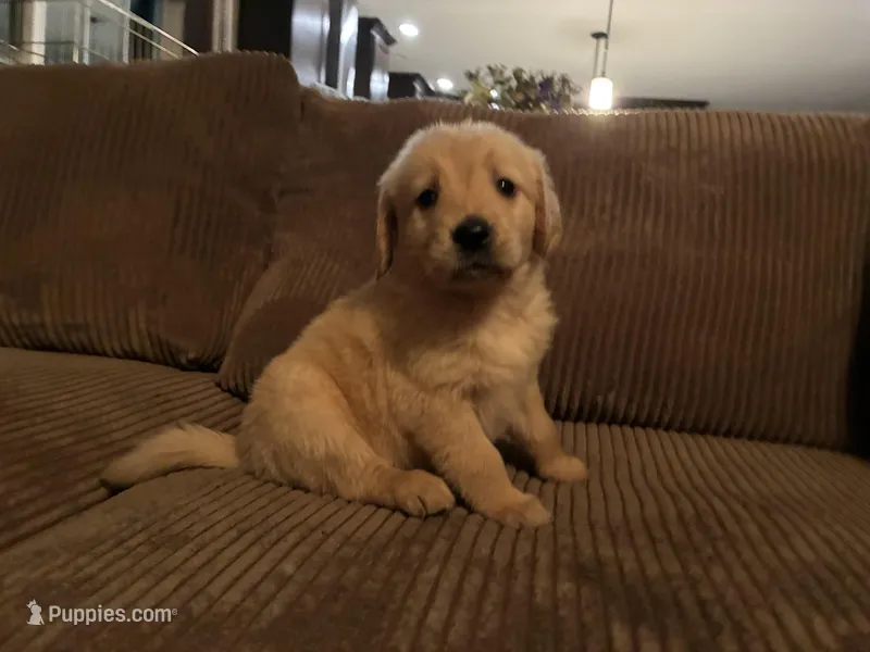 Sweetie – Golden Retriever puppy for sale in Casco, MI